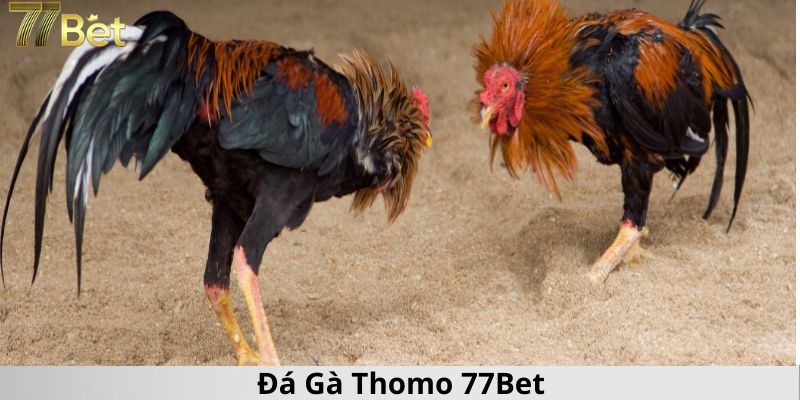 Ảnh đại diện đá gà Thomo